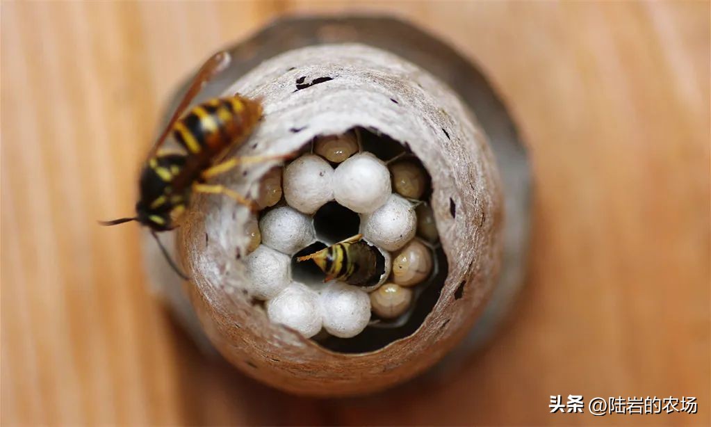 盘点市面五种常见蜂巢