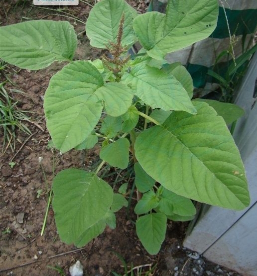 农村常见的紫花野菜,农村山里面常见的野菜