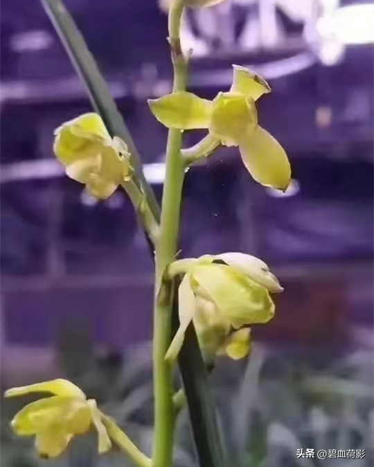 一棵蕙兰值多少钱,一棵蕙兰卖800万图片