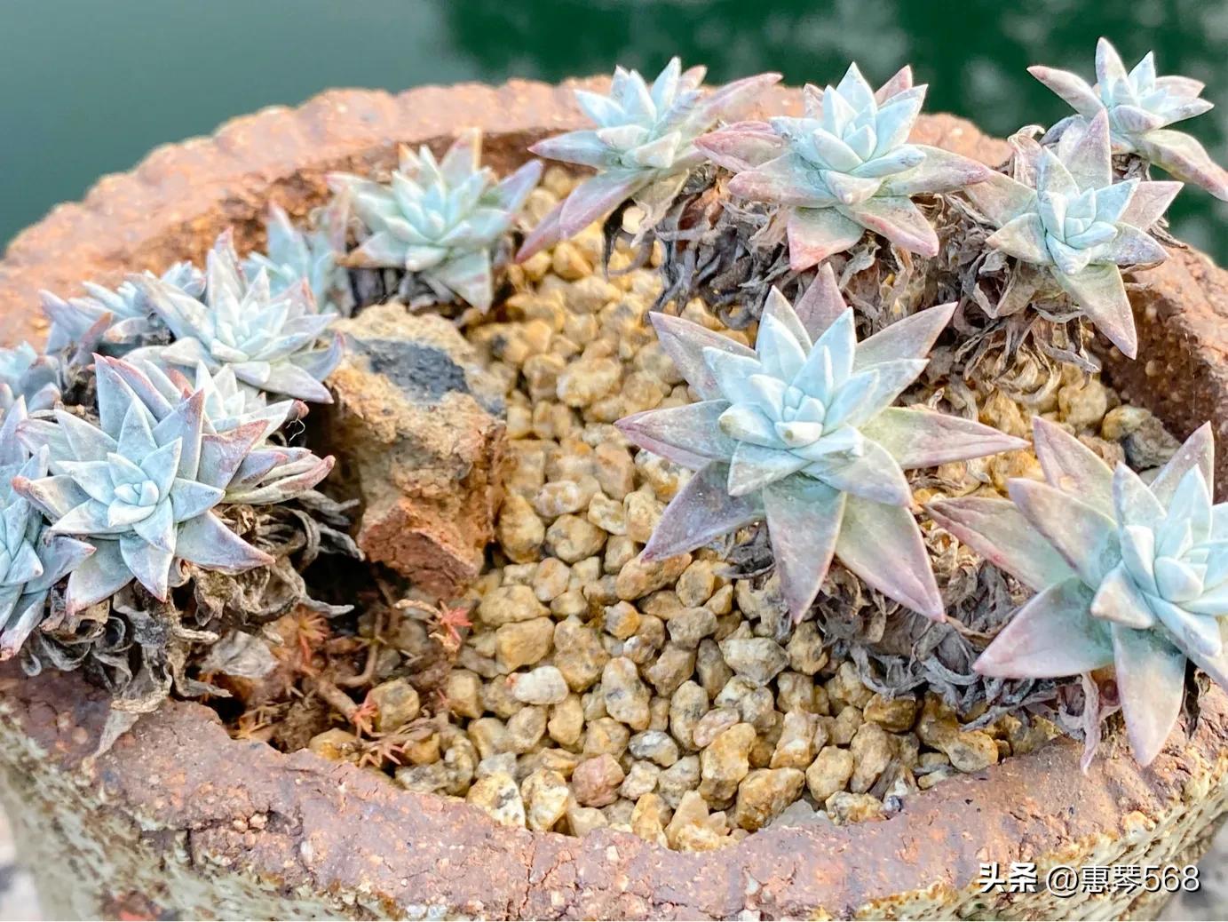 怎样养护多肉植物仙女杯,多肉仙女杯拍摄视频