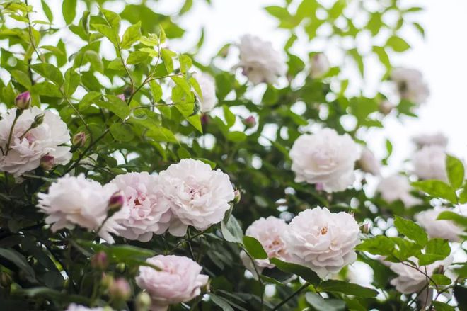 关于蔷薇花的唯美诗句,关于蔷薇花的唯美诗句有哪些