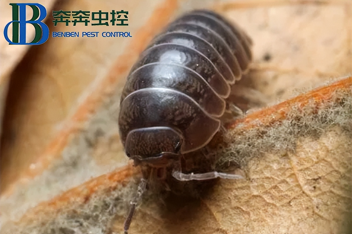 鼠妇虫怎么预防,田地里鼠妇虫怎么防治