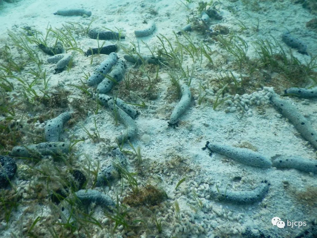 塞班岛免签政策45天还是14天,为什么塞班岛免签