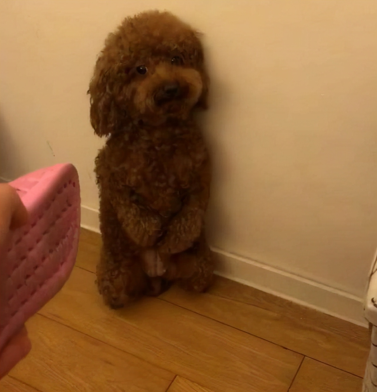 什么狗狗最懂人性,懂人性的狗狗