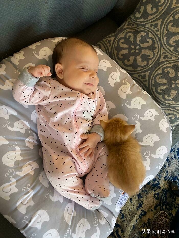 猫咪和鼠鼠的故事,猫和鼠的友谊真实故事