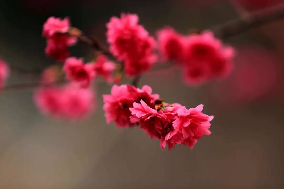 郁金香主题公园稻草人,2022年郁金香花海贵州