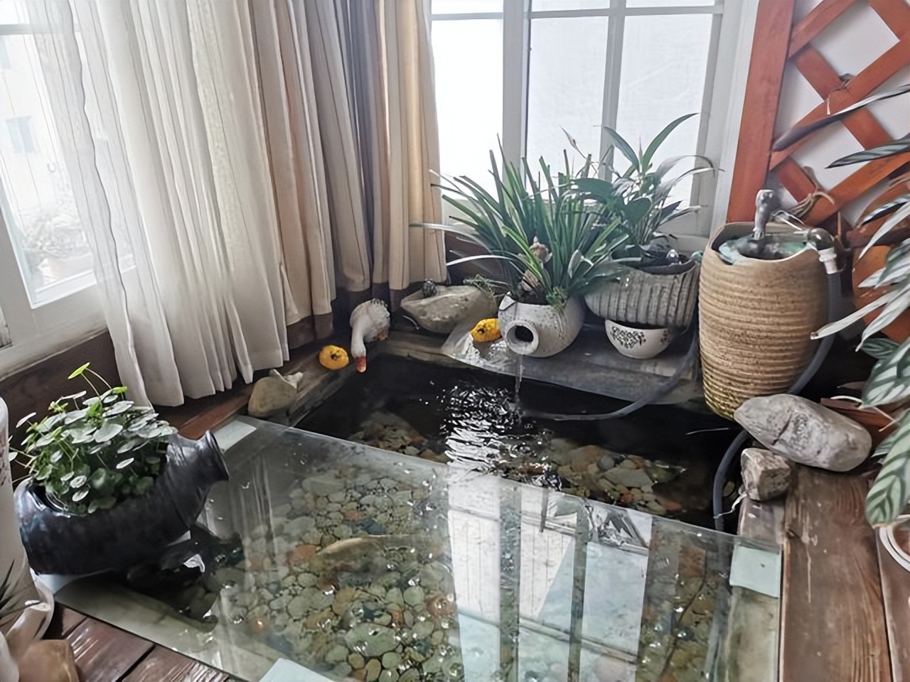 江苏一32岁太太，因“在阳台挖个坑养鱼”而走红，妥妥视觉盛宴