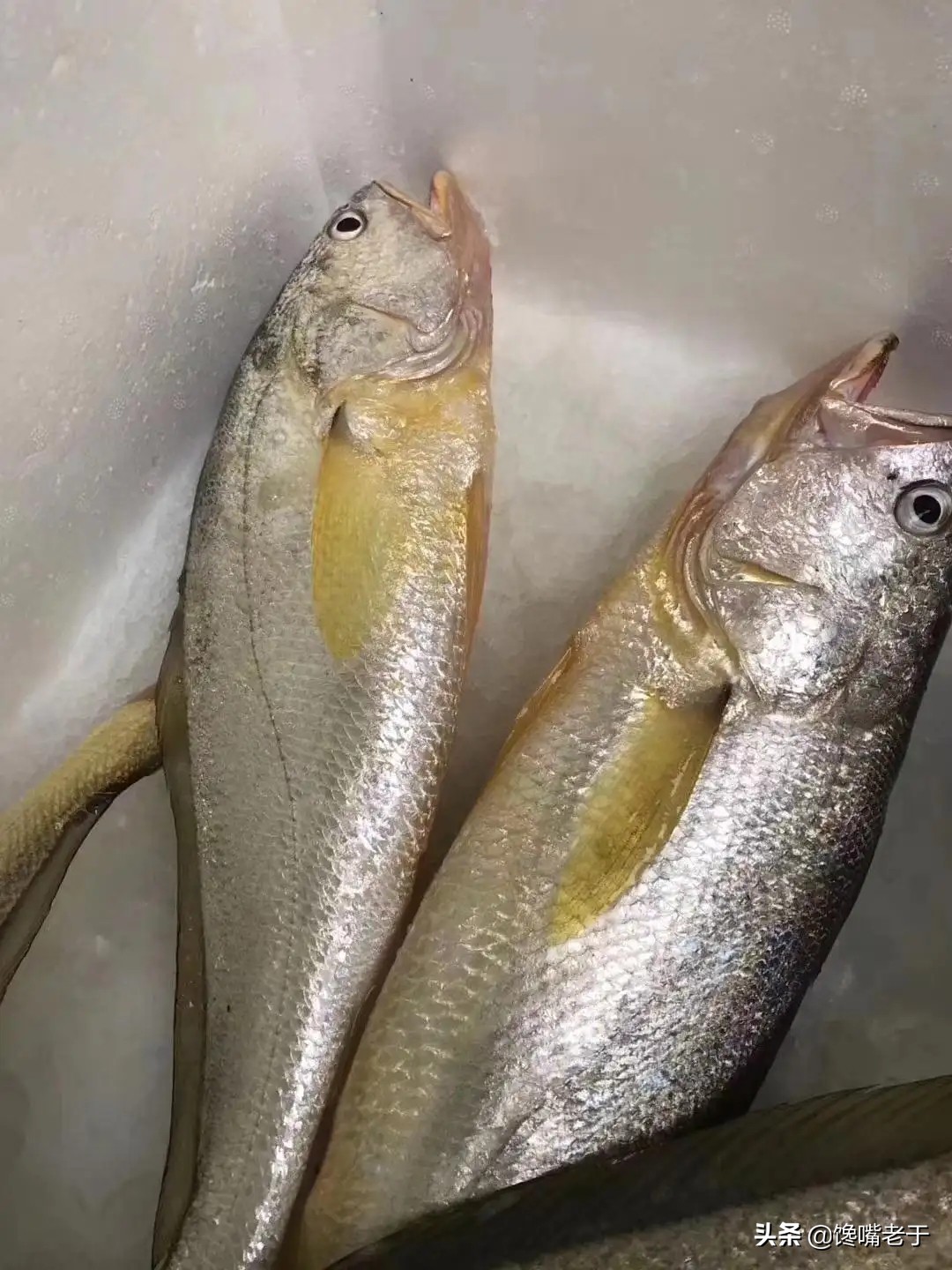 冬天最适合吃的五种鱼,盘点夏季必吃的十种鱼