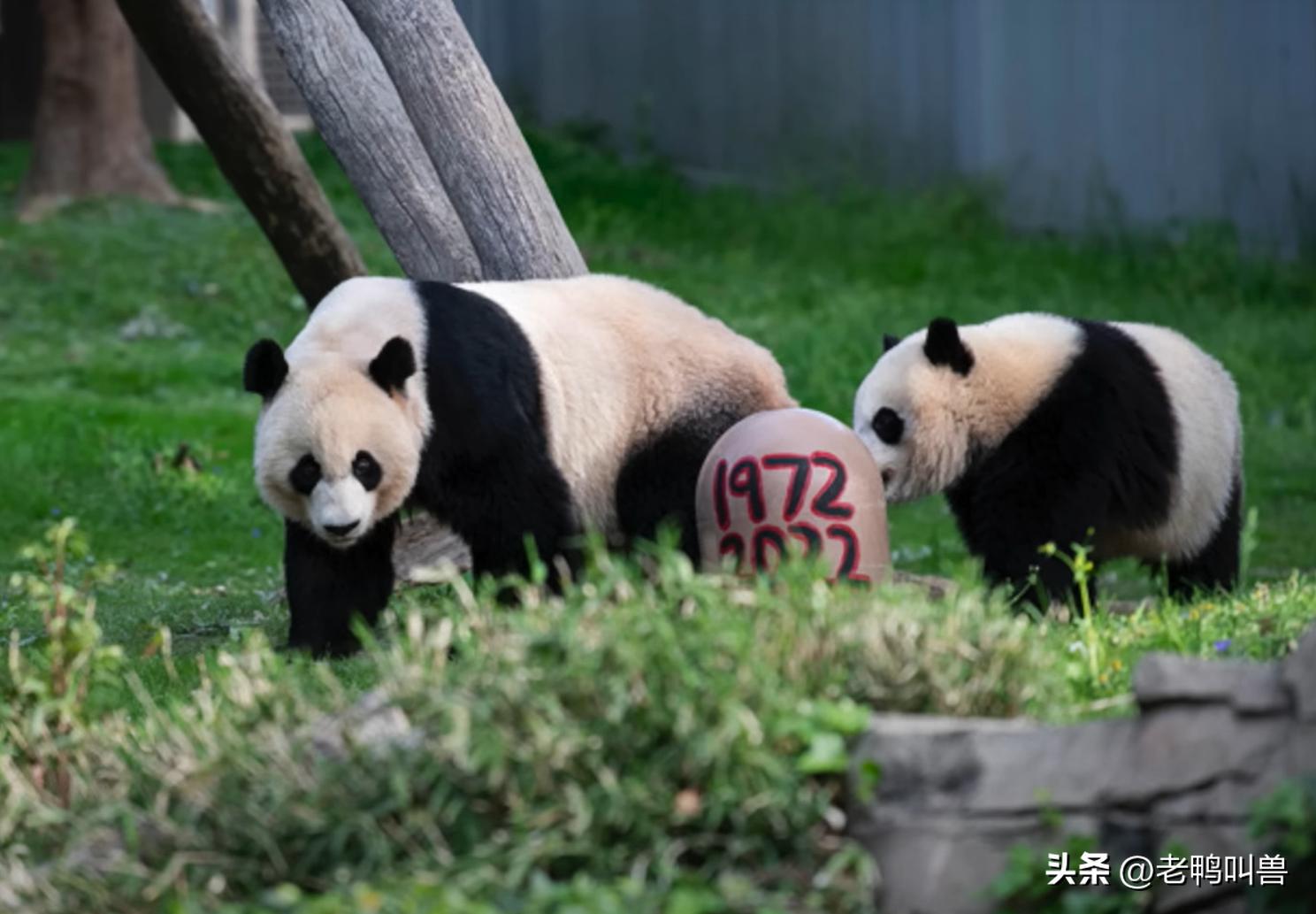 熊猫外交带来的经济效益,熊猫外交新闻稿