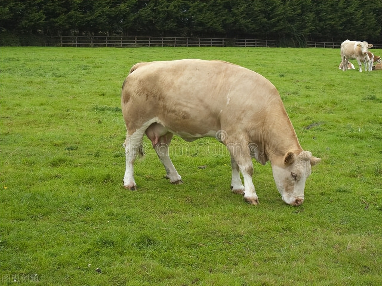 什么原因能导致牛拉稀,牛拉稀是什么原因造成的