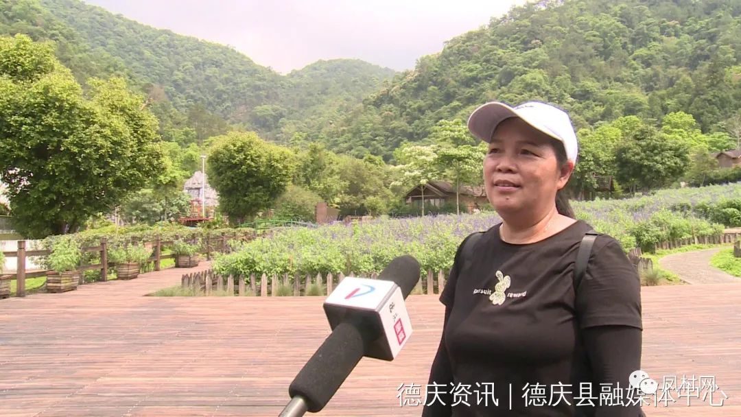 德庆盘龙峡薰衣草基地图片,德庆盘龙峡薰衣草园门票