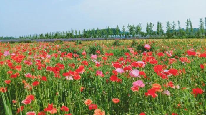 浪淘沙欧阳修把酒祝东风书法,古诗词浪淘沙诵读
