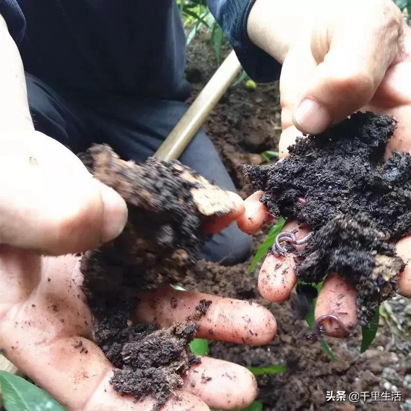 桃子熟了山东蒙阴黄桃,蒙阴蜜桃中国三大名桃