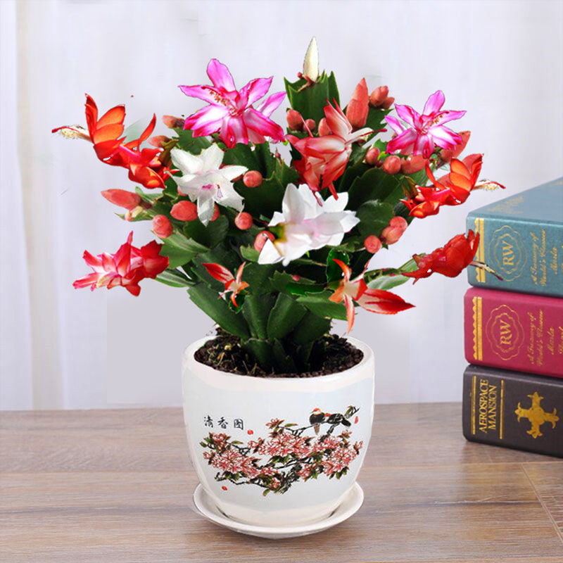 蟹爪兰春天不发新芽怎么回事,蟹爪兰花苞没开怎么就蔫了