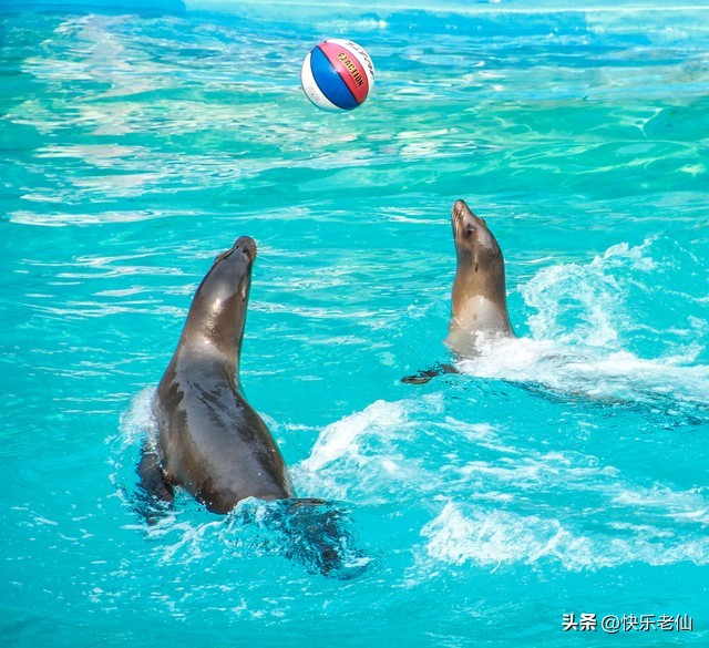 大连老虎滩,大连老虎滩和圣亚海洋馆哪个好