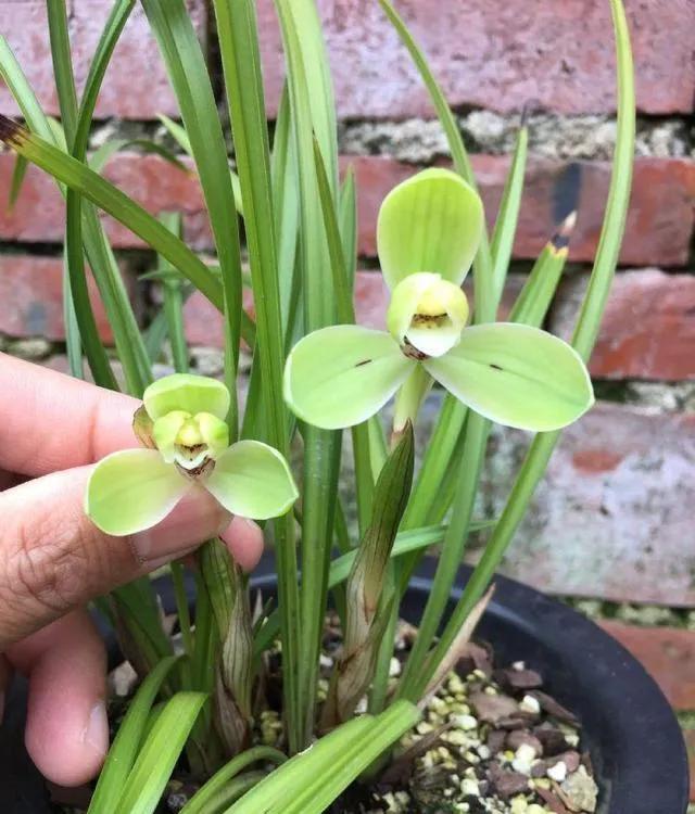 兰花宋梅的故事,宋梅故事