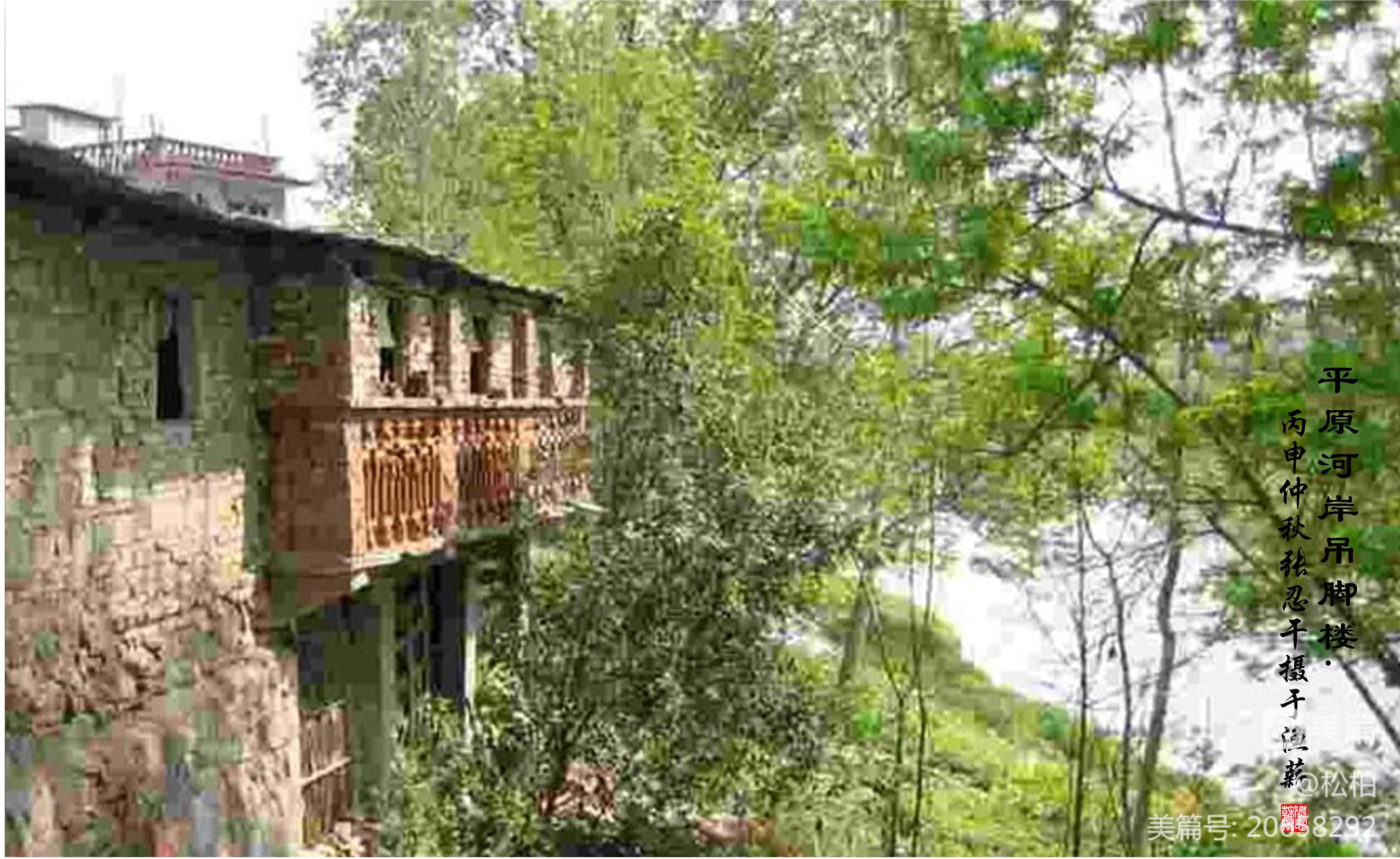 松柏古树图片,松柏古筝品牌