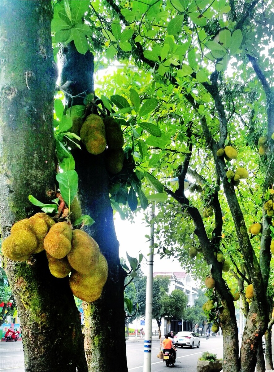 美丽的西双版纳冬天避寒的好地方,冬天度假与西双版纳相似的地方