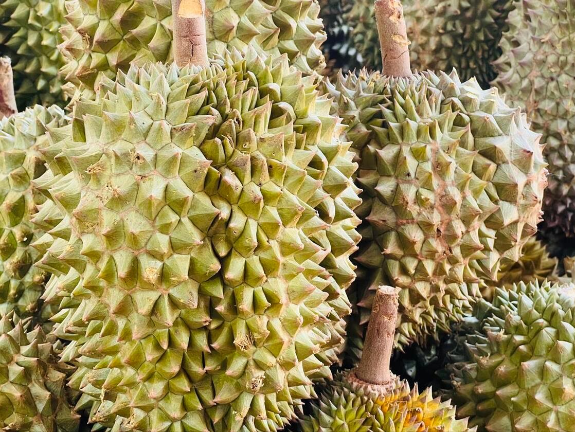 国产榴莲要来了,10元3斤还远吗?泰国:我的高价榴莲卖给谁!