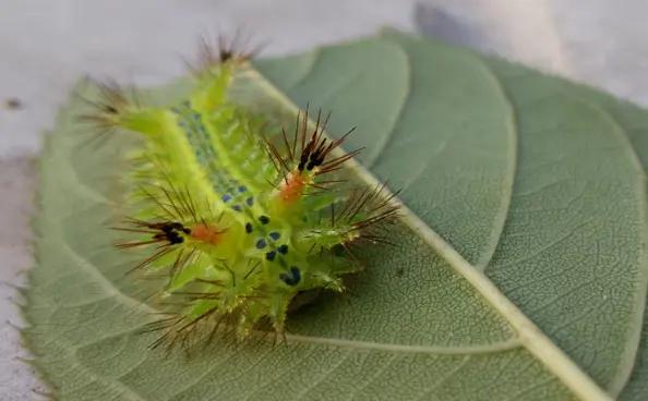夏天时节，农村的“毛毛虫”真惹不起，被蜇后解药就在它身上