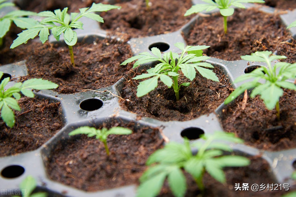 农民种植蔬菜和管理方法,农村种植菜的技术和方法