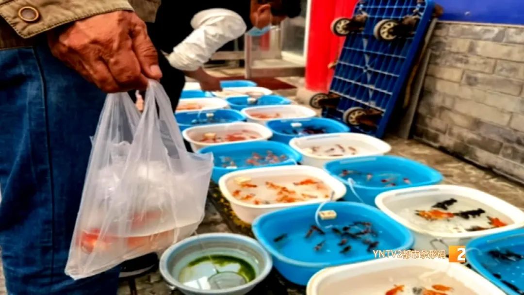 仓鼠坐地铁被发现,突然碰到仓鼠仓鼠被吓了一跳