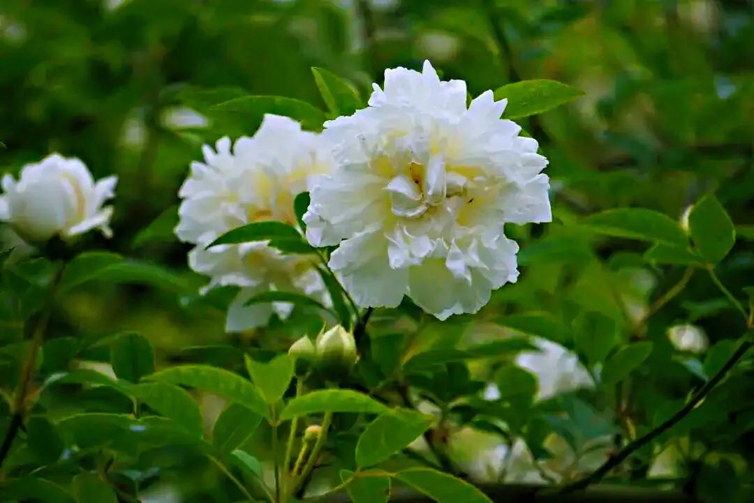 荼蘼花观赏特性,荼蘼花红色重瓣