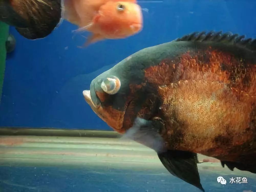 鱼眼睛白内障,鱼眼睛疾病