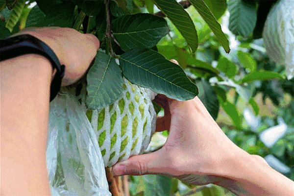 芭乐现摘现吃,芭乐水果人气榜