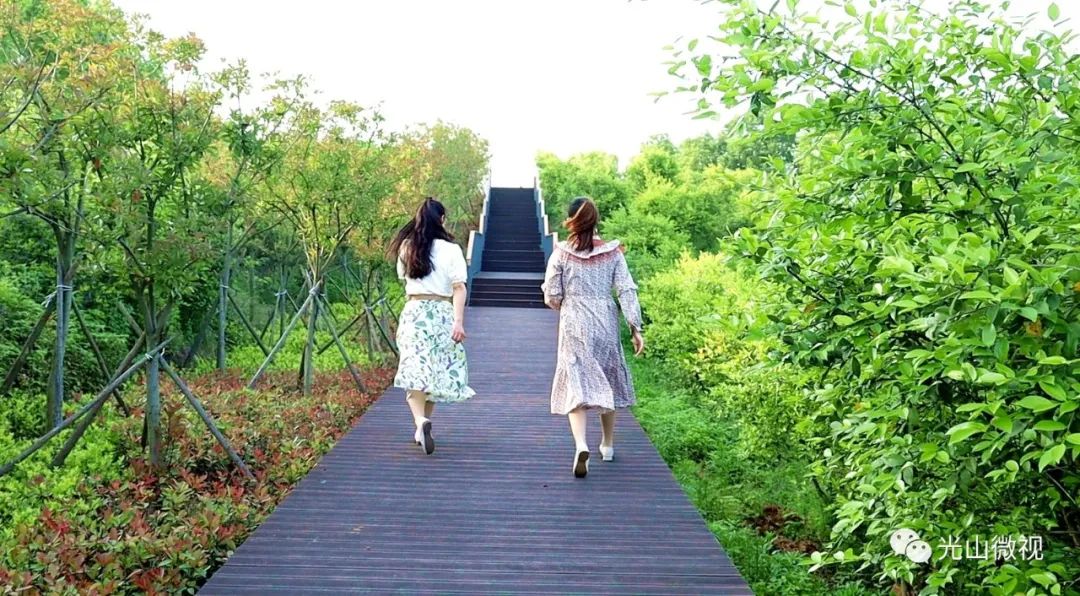 光山县司马光油茶园,河南光山司马光油茶园