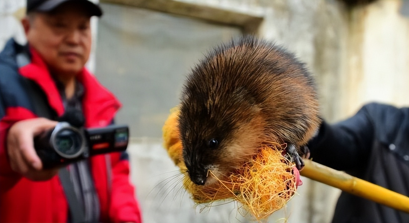 国内惊现巨型老鼠,上海巨型老鼠