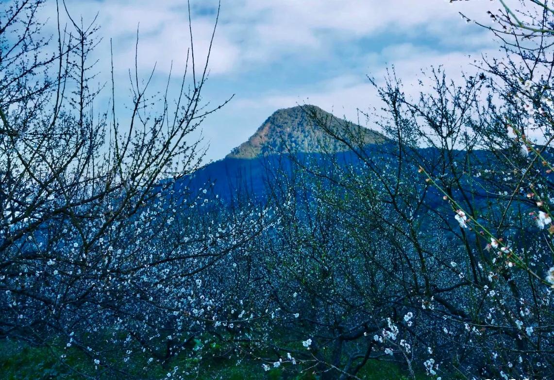 梁化梅园风景区,梁化梅园图片