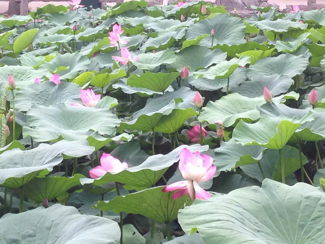 多伦多园丁猴哥猴嫂年龄,多伦多园丁猴哥3月份视频