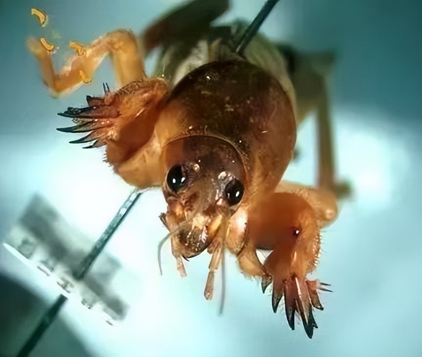 虫形挖掘机——蝼蛄