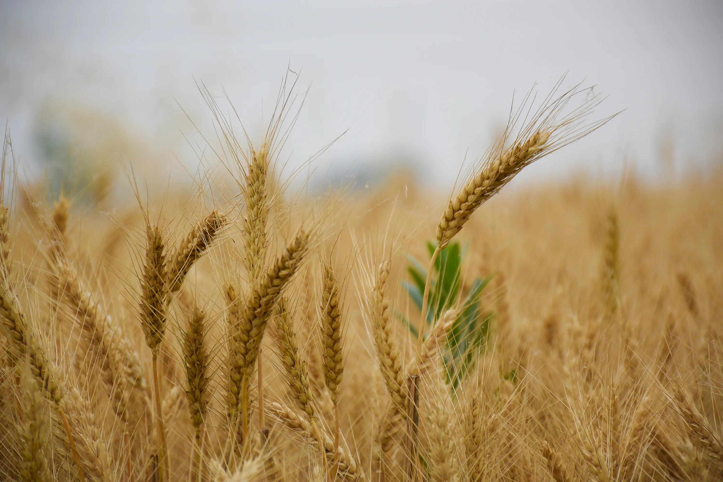 为啥超市里没有杂交水稻卖,为什么超市买不到米酒