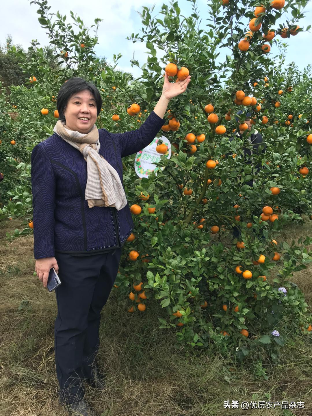 碧护美果是什么意思啊,寿光碧护美果