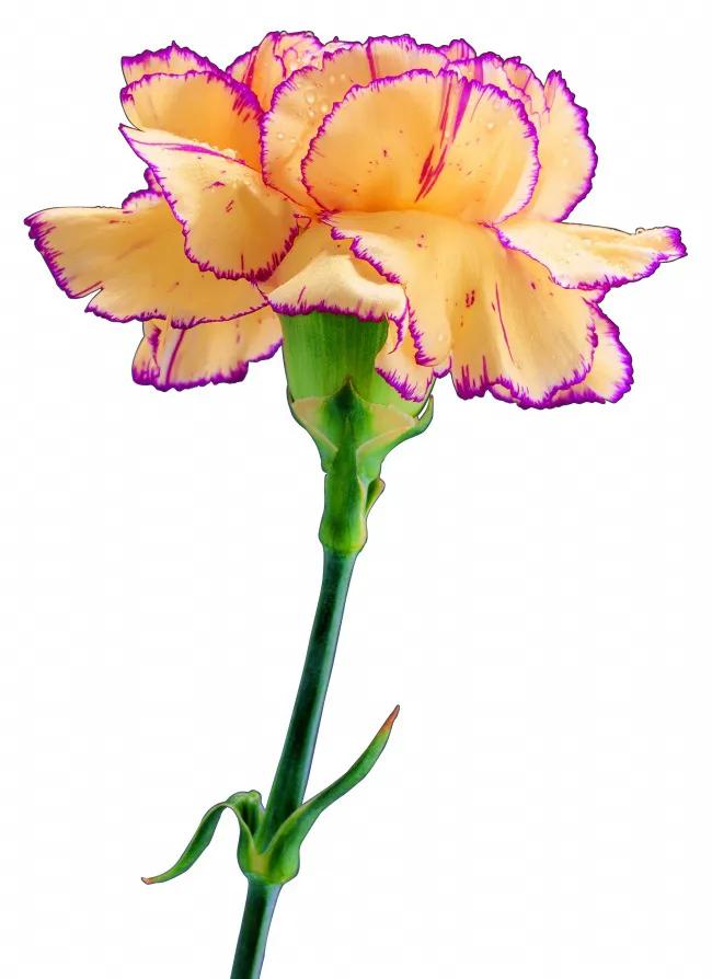 康乃馨花束壁纸,康乃馨壁纸手机超清全面屏