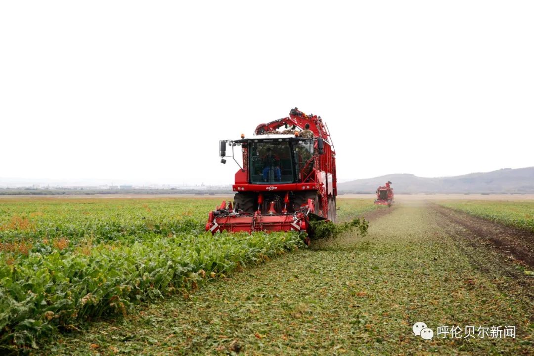 走近黑土粮仓⑤丨实施农服促进步联农带农共致富——呼伦贝尔农垦集团积极推进农业社会化服务