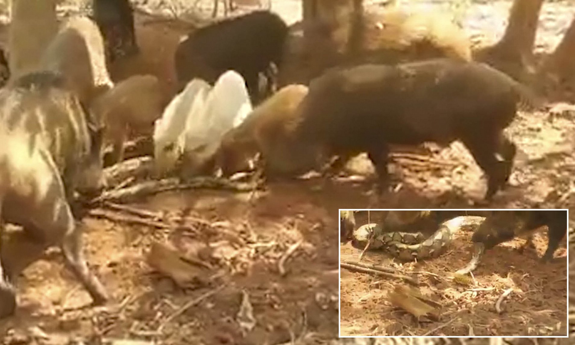 农村老人常说：猪是蛇的克星，是真的吗？难道猪不怕蛇毒吗？