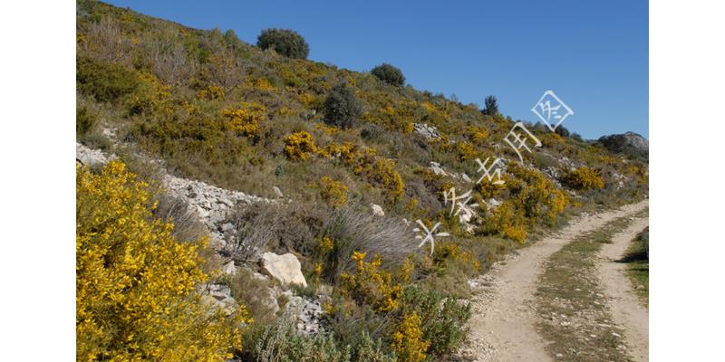分家时大伯把烂滩地全给我爸，如今这里建高速，大伯肠子都悔青了