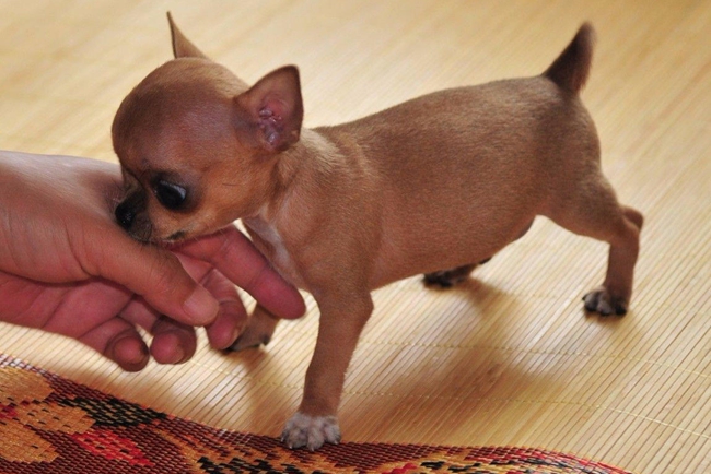 吉娃娃咬人怎么训嘴上戴个套,吉娃娃咬人怎么办