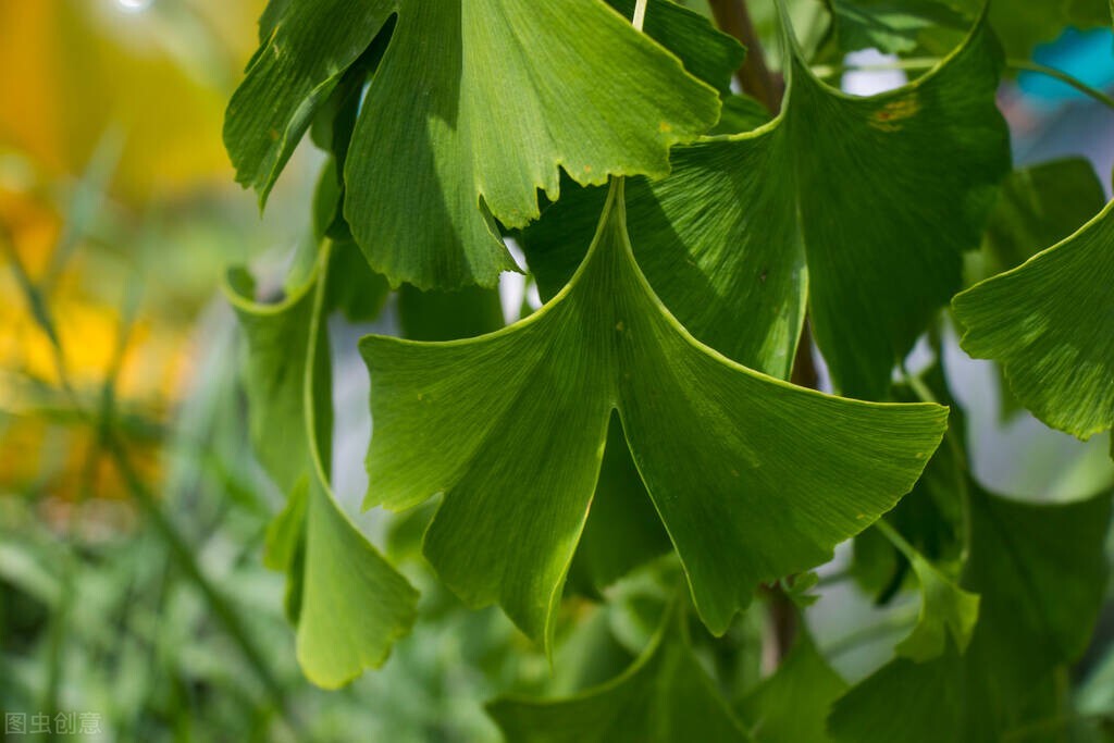 植物黄酮对人体有什么好处,含黄酮最高的植物排名