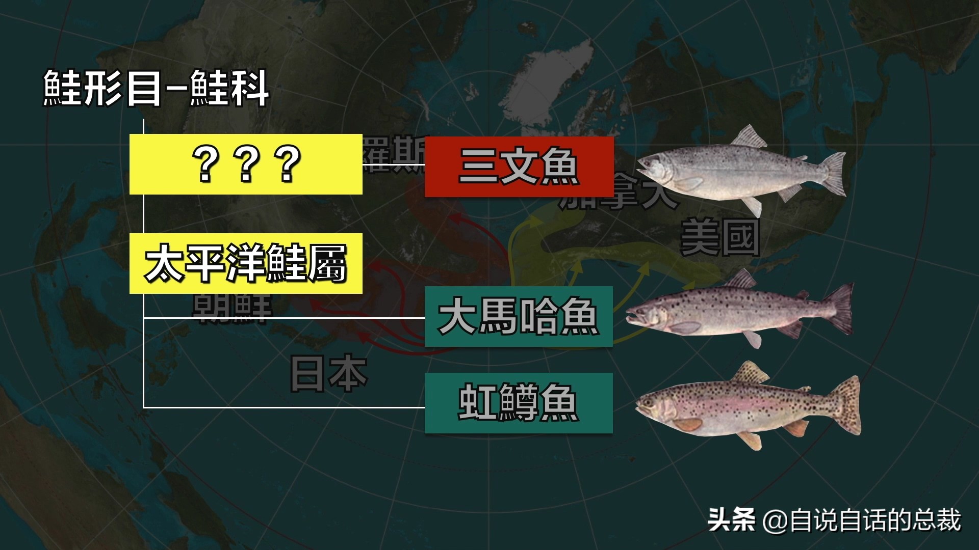 国内的假三文鱼是什么鱼,哪种才是真正的三文鱼