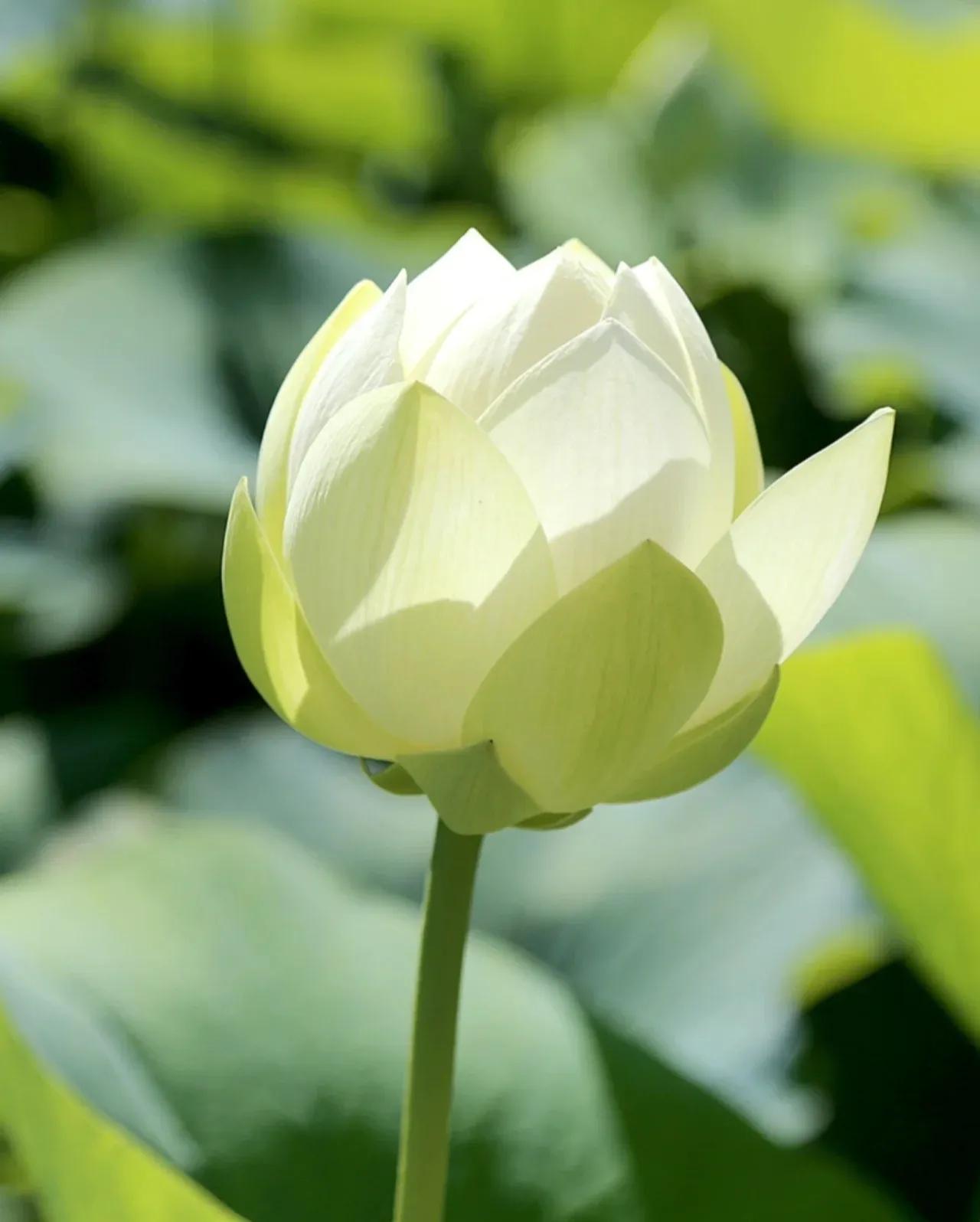 无穷莲叶，精彩纷呈