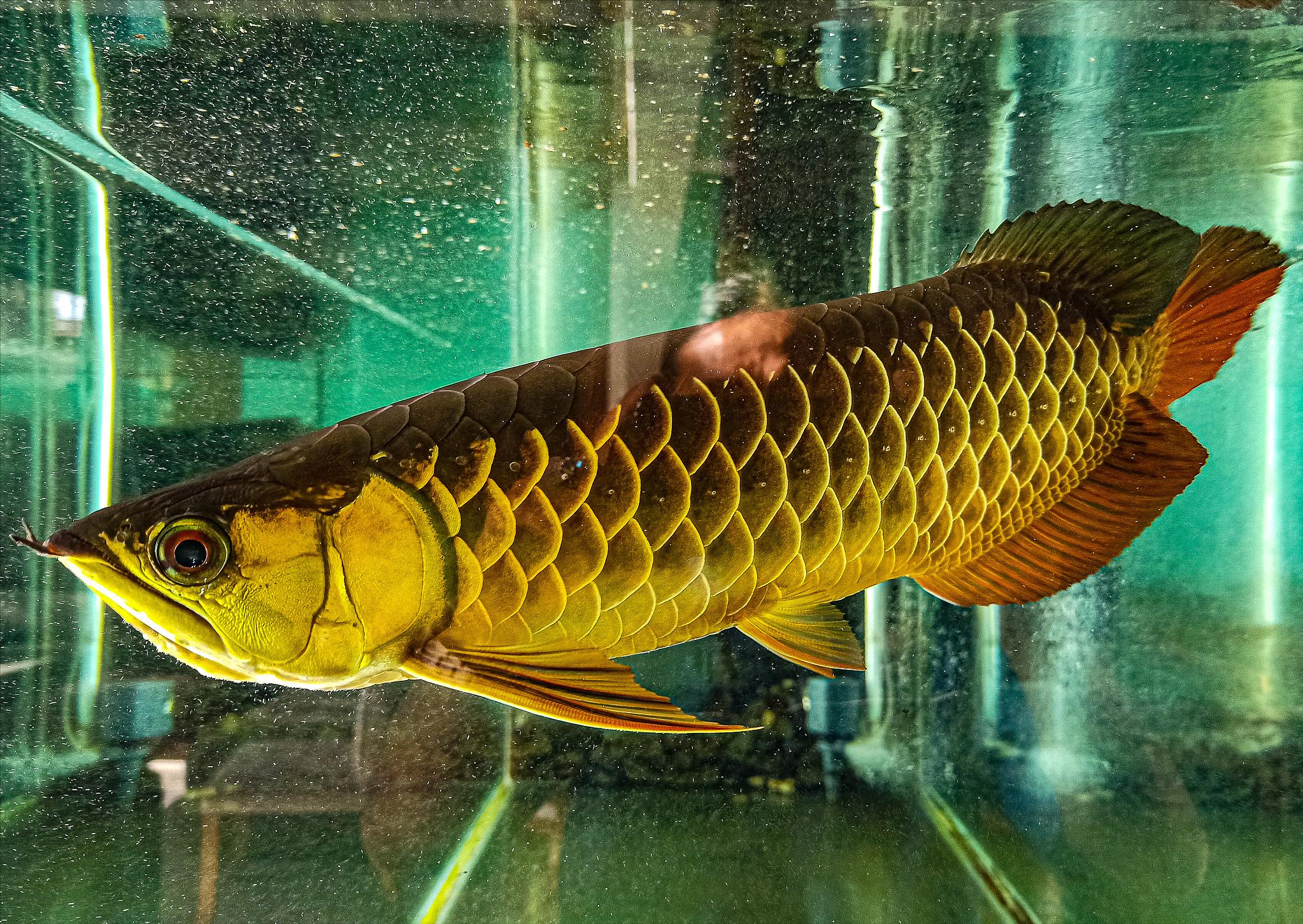 龙鱼的起源和由来,龙鱼来历