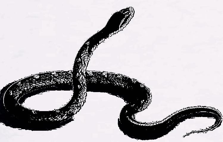 民间故事新婚妻子下集,民间故事寡妇与狗的传奇故事