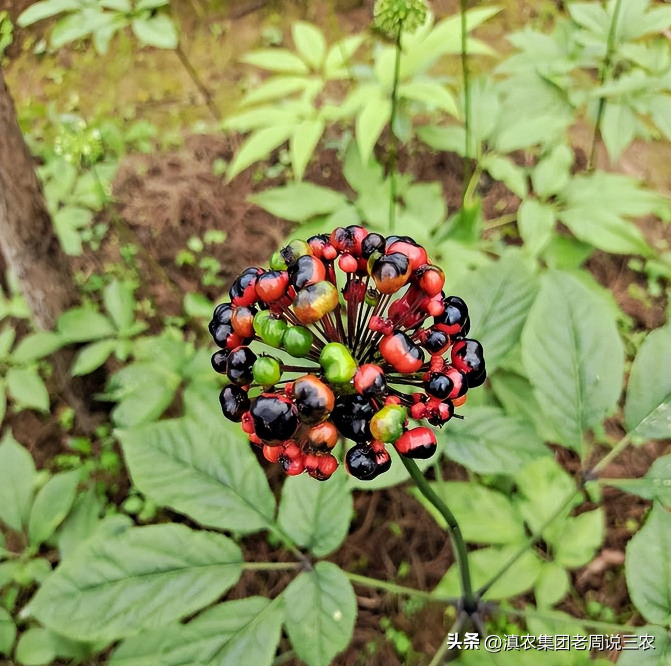 适应林下种植的药材有哪些,林下经济种植中草药有哪些