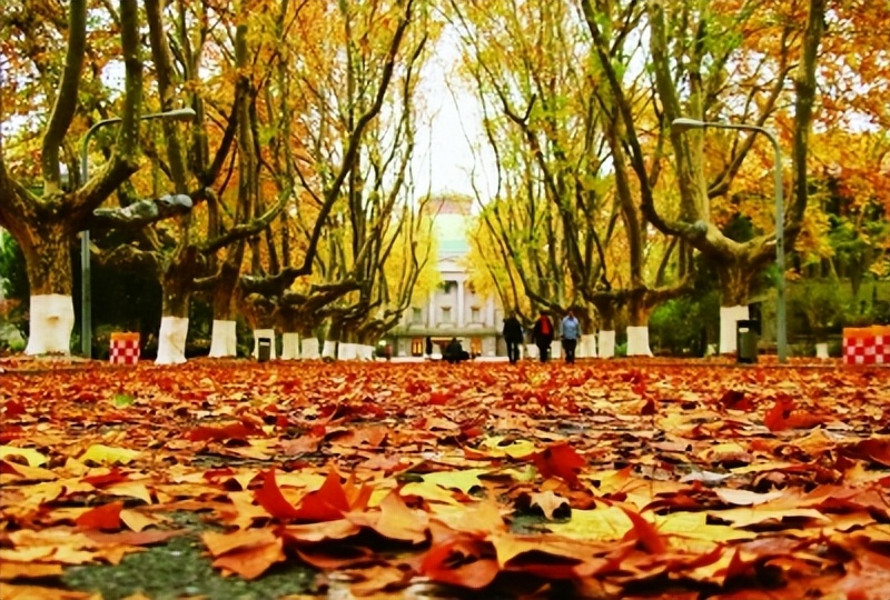 飞花令中读诗词23,飞花令梧桐