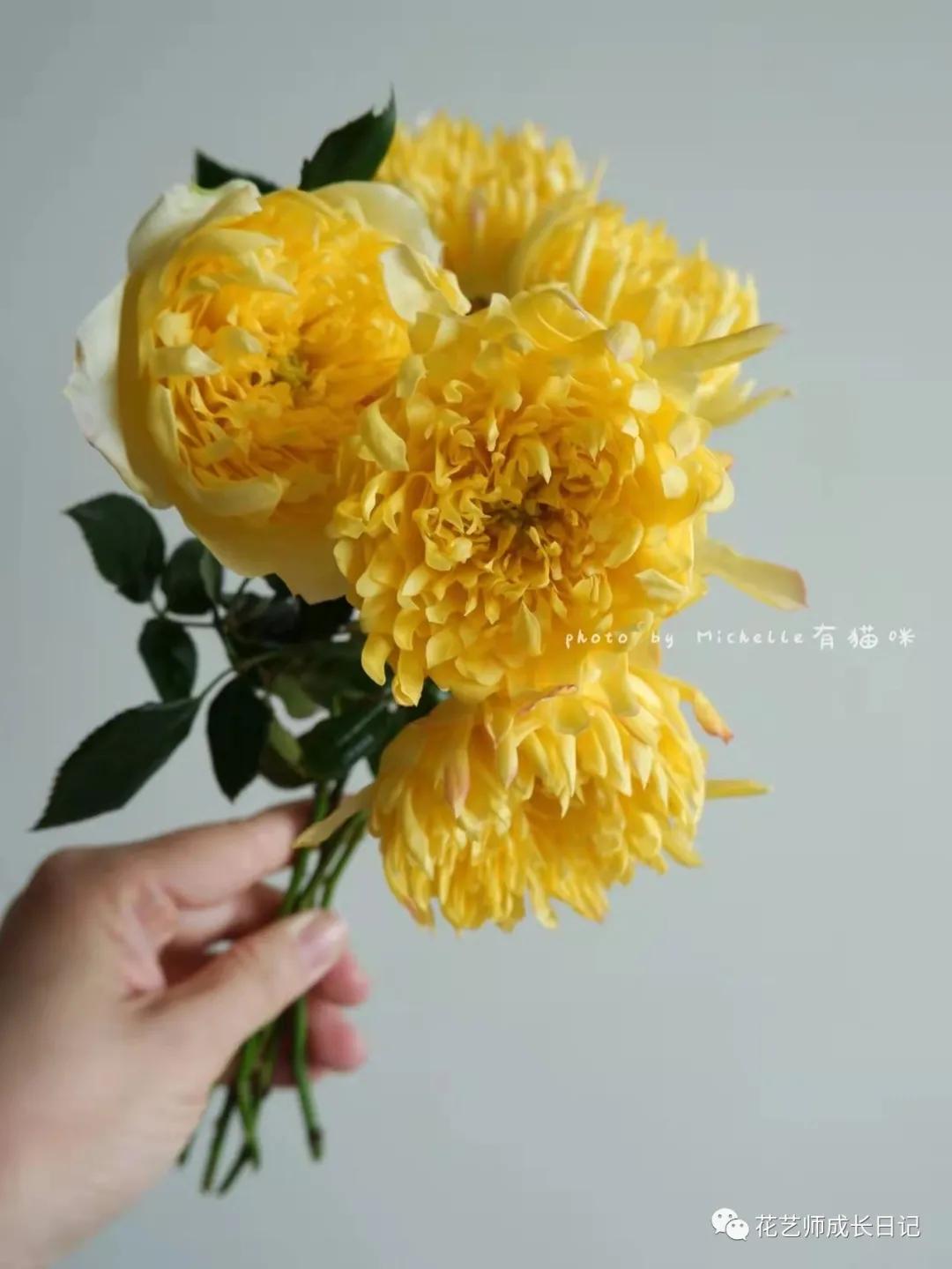 100朵玫瑰vol.50|烟花波浪玫瑰，菊里菊气，花开如烟火