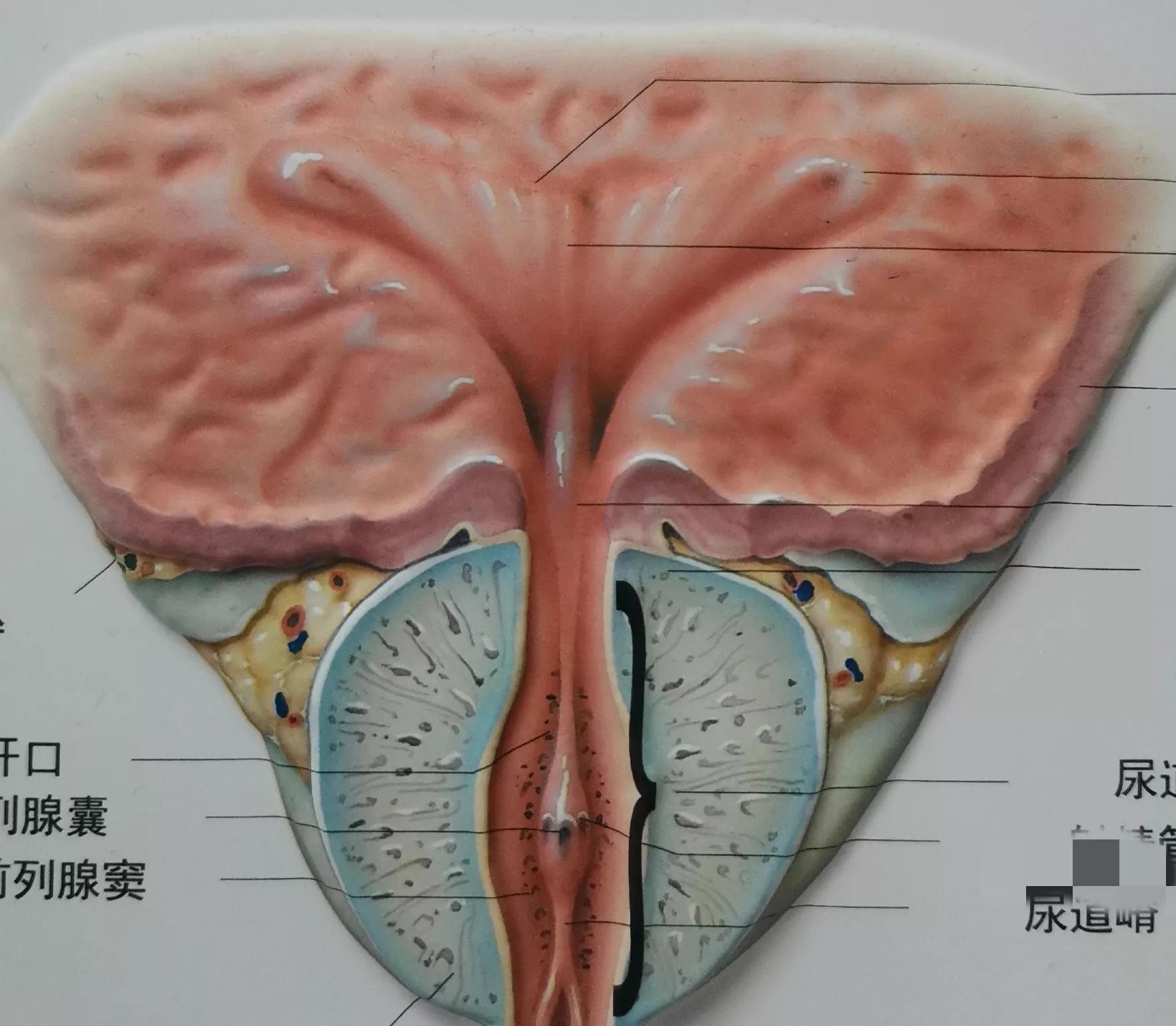 引发前列腺炎的4种常见诱因介绍,慢性前列腺炎恢复的预兆是什么